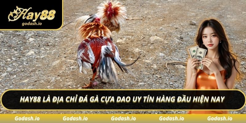 Hay88 là địa chỉ đá gà cựa dao uy tín hàng đầu hiện nay