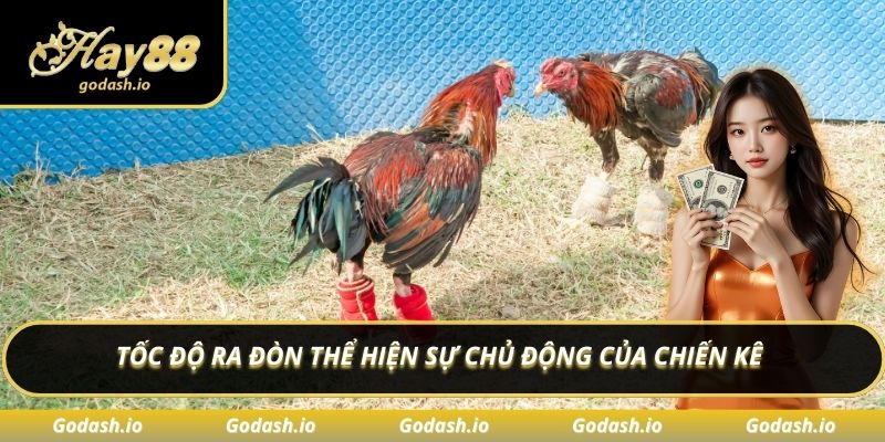Tốc độ ra đòn thể hiện sự chủ động của chiến kê